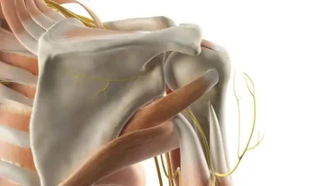 肩关节的秘密:肩袖损伤的防治与康复攻略!