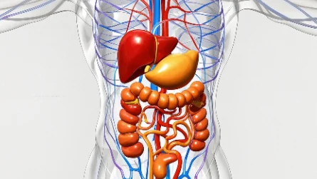 腹主动脉夹层破裂：从诊断到治疗的完整指南