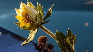 探秘天山雪莲：独特配伍方案背后的中药智慧