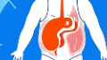 科普，<span style="color: #da4707">内脏</span>脂肪：隐秘的健康杀手与解决之道