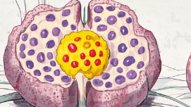 科普，神经内分泌肿瘤的<span style="color: #da4707">分级</span>之旅：探秘<span style="color: #da4707">G1</span>到<span style="color: #da4707">G3</span>的不同特征与治疗策略