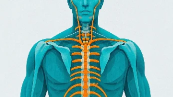 脊髓肿瘤的全面解读：识别、诊断与应对策略