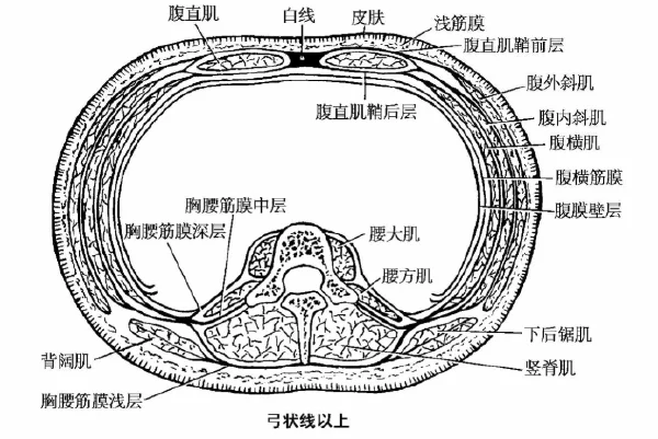 超声引导腹直肌鞘阻滞:新兴镇痛技术!