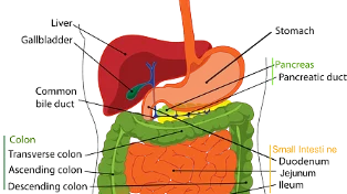 胃脘部疼痛不容忽视——急性胃粘膜病变的真相大揭秘！