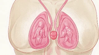 关于乳腺癌，你需要知道的一切