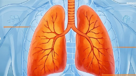 科普，<span style="color: #da4707">肺叶</span><span style="color: #da4707">切除</span>术麻醉管理：保障<span style="color: #da4707">手术</span>安全的关键