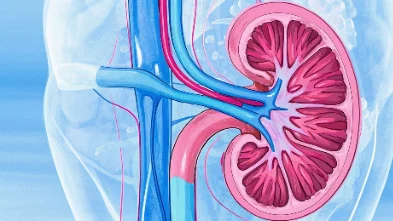 狼疮性肾炎:深入了解这一隐秘的肾脏杀手